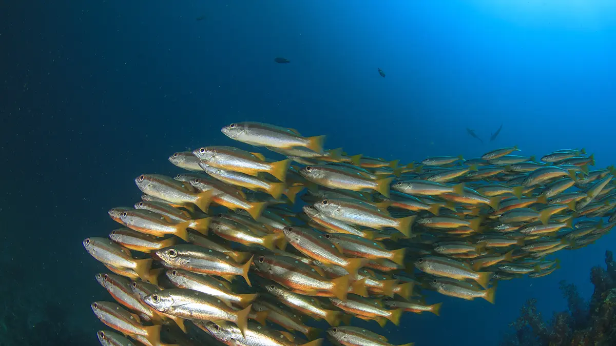 Di mana spot snorkeling dan diving di sekitar Batam
