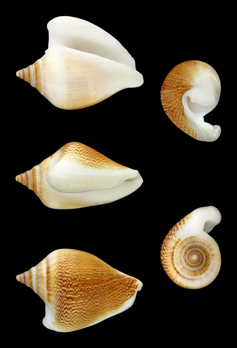 Gonggong, siput laut khas Kepulauan Riau