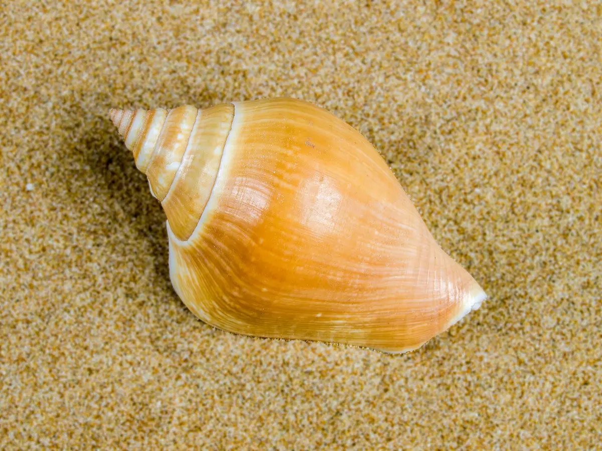 Gonggong, siput laut khas Kepulauan Riau